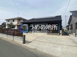 フェリシテ浜の木